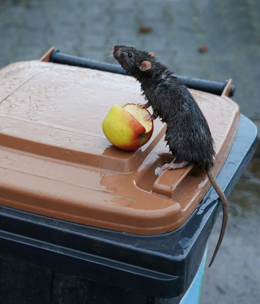 Ratten und Mäusebekämpfung vom Kammerjäger